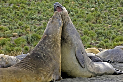 Elephant Seal