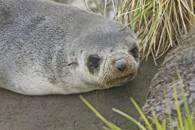 Fur Seal