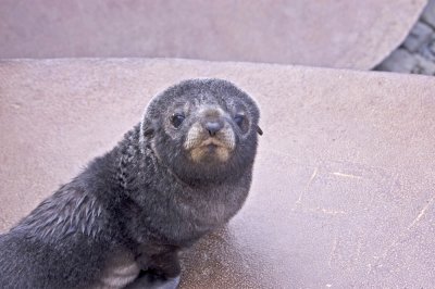 Fur Seal pup