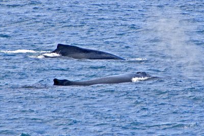 Humpback Whale