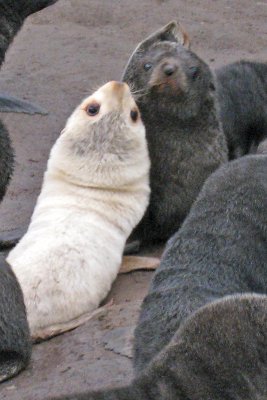Morphed Fur Seal