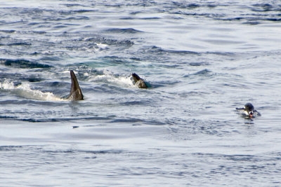 Orca_chasing Penguin