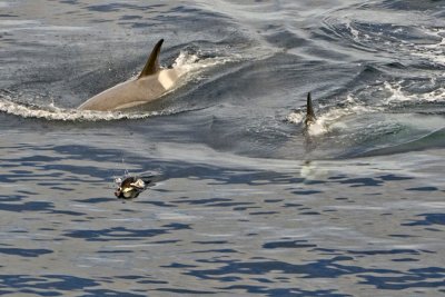 Orca_chasing Penguin