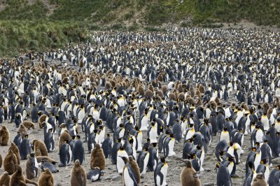 King Penguin Salisbury Plains