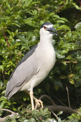 Gallery: Herons and  Egrets