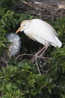 Cattle Egret_Tampa Rookery