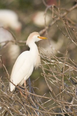 Cattle Egret Tampa Rookery