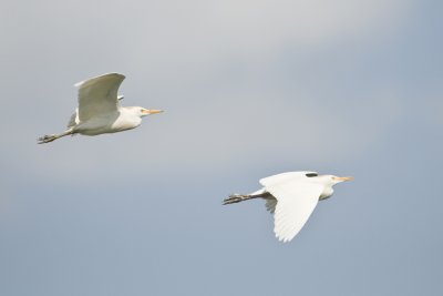 Cattle Egret_Edward Menard Park