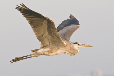 Great Blue Heron_Alafia Banks