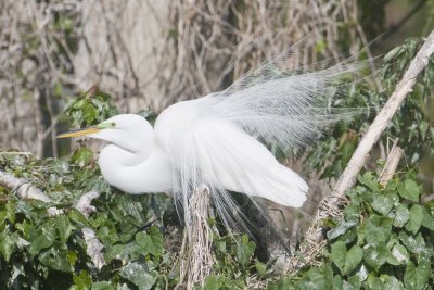 Great Egret_Lake Toho