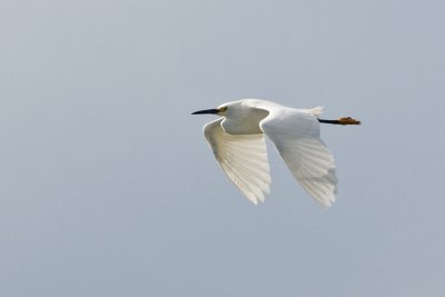 Snowy Egret_Ding darling_venice rookery