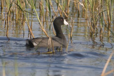 American Coot_Lake Toho