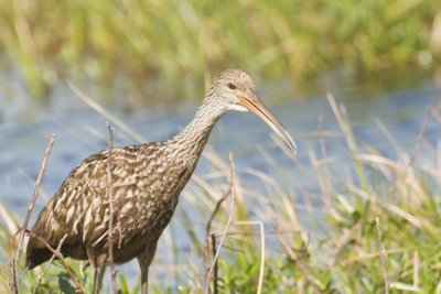 Limpkin_Lake Toho