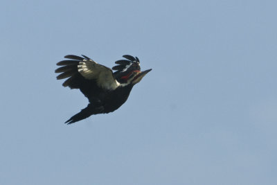 Pileated Woodpecker_Lake Toho
