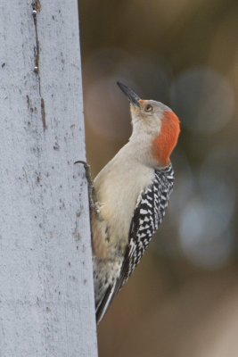 Red-bellied Woodpecker_venice rookery