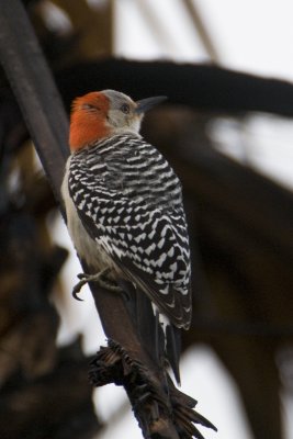 Red-bellied Woodpecker__venice rookery