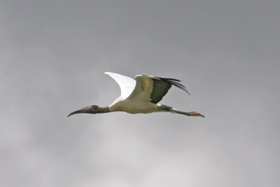 Wood Stork_Everglades