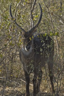 Gallery: Antelopes