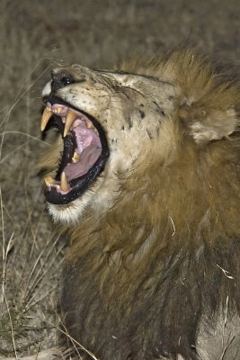  Yawning Lion