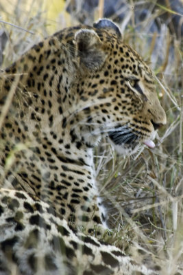 Gallery: Leopards