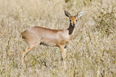 DSC_6235 Steenbok.JPG