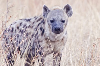 Gallery: Wild Dogs, Hyena and Jackal