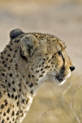 DSC_6378 Cheetah.JPG