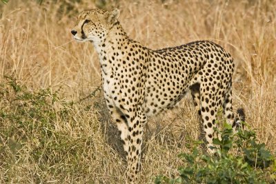 Gallery: Cheetah