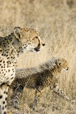 DSC_6438 Cheetah and cub.JPG