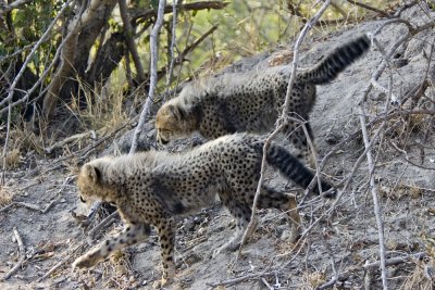 DSC_6452 Cheetah cubs.JPG
