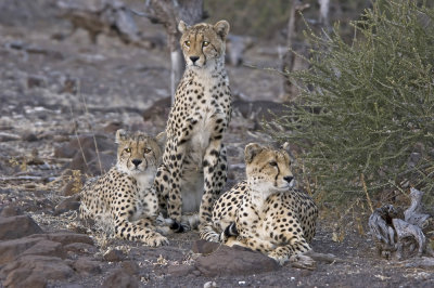 DSC_7225 Cheetah and cubs.JPG