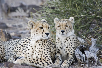 DSC_7241 Cheetah and cubs.JPG