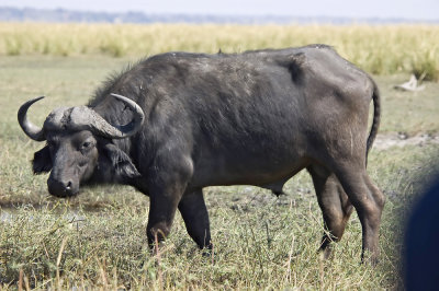 Gallery: Rhino, Warthog and Buffalo