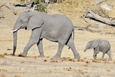 Elephants and baby