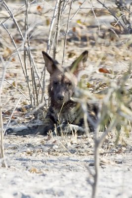 DSC_8209 Wild Dog .JPG