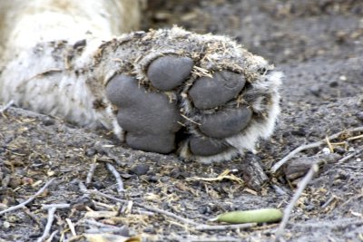 Lion's paw