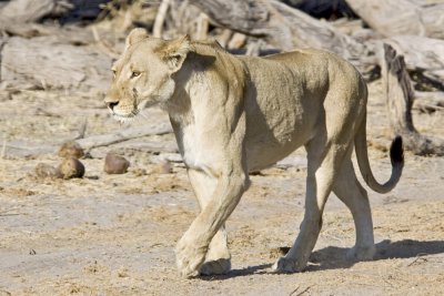 Lion in search of mate