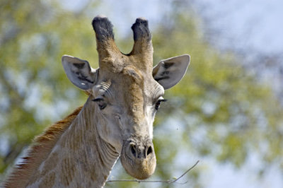 DSC_8761 Giraffe.JPG