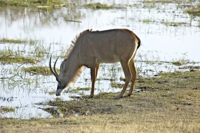 DSC_8877 Roan Antelope.JPG