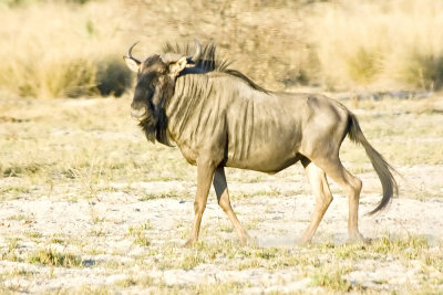 DSC_9509 Wildebeest.JPG