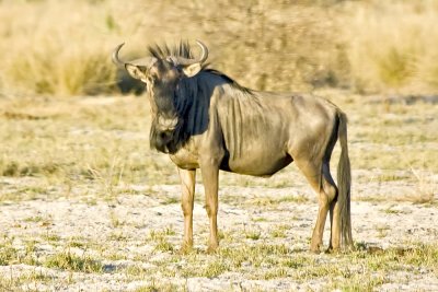 DSC_9512 Wildebeest.JPG