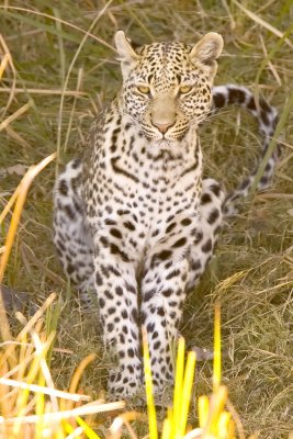 DSC_9620 Leopard_1.JPG