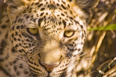 DSC_9668 Leopard_1.JPG