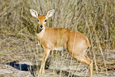 NEF_9739 Steenbok.JPG