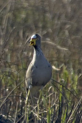 Gallery: Plover_Lapwing and Stilts