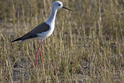 Black winged stilt.jpg