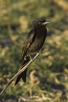 Fork-tailed Drongo_1.jpg