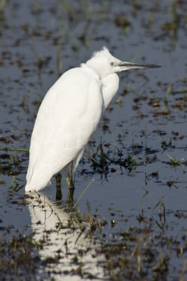 Great White Egret