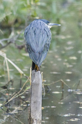 Greenbacked Heron