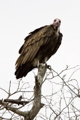 Gallery: Vultures